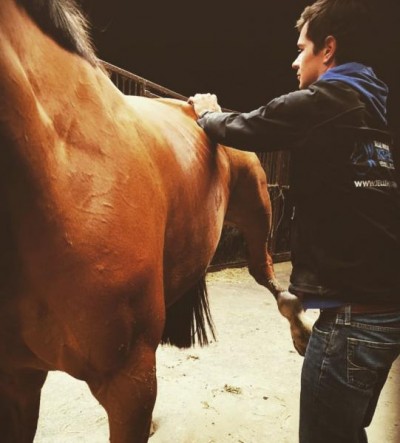Verschillen tussen paardenosteopaat, -chiropractor & -fysiotherapeut